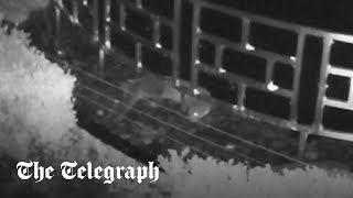 video: Watch: Otter steals £100k of koi carp from hotel spa garden
