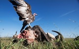 White-backed vultures and Hooded vultures feeding on the carcass of a Cape buffalo at the Maasai Mara National Reserve, Kenya