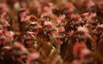 Bird flu chickens scientific breakthrough