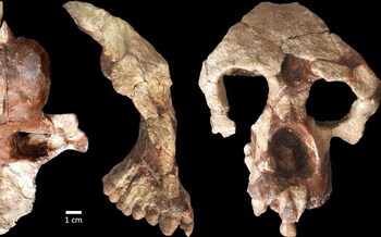 The partial skull of female Anadoluvius turkae. Image credit: Sevim-Erol et al., doi: 10.1038/s42003-023-05210-5.