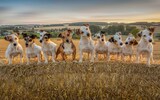 Danny Cassidy's Jack Russell terriers playing on straw bales in the late evening sunshine