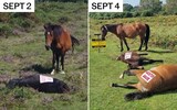 Deceased New Forest ponies